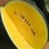 Citrullus lanatus Janosik - Melancia Janosik, Melancia de Polpa Amarelo Ouro Polonesa, Melancia Amarela - Image 3