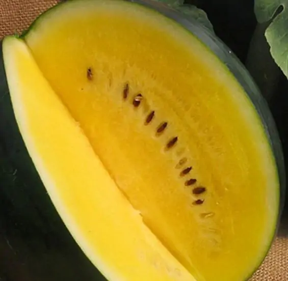 Citrullus lanatus Janosik - Melancia Janosik, Melancia de Polpa Amarelo Ouro Polonesa, Melancia Amarela - Image 3