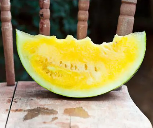 Citrullus lanatus Janosik - Melancia Janosik, Melancia de Polpa Amarelo Ouro Polonesa, Melancia Amarela - Image 6