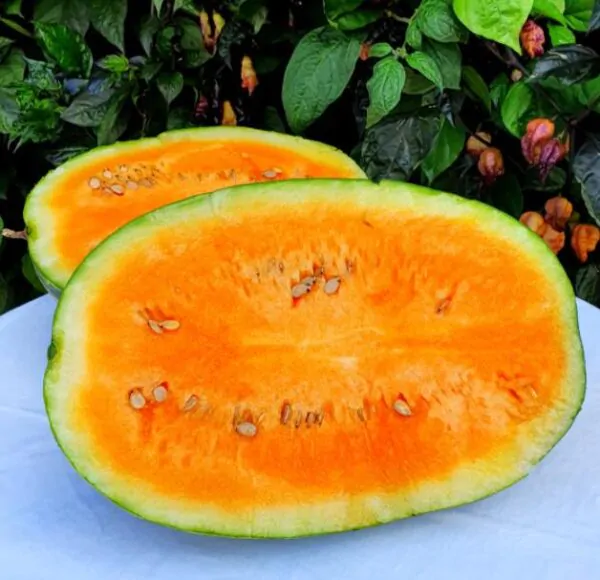 Citrullus lanatus Orangeglo - Melancia Laranja, Melancia Orangeglo - Imagem 2