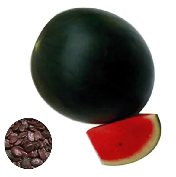 Citrullus lanatus Sugar Baby (VERDADEIRA) - Melancia Doce Mini, Mini Melancia doce - Imagem 2