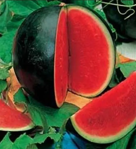 Citrullus lanatus Sugar Baby (VERDADEIRA) - Melancia Doce Mini, Mini Melancia doce