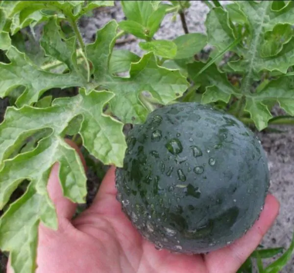 Citrullus lanatus Sugar Baby (VERDADEIRA) - Melancia Doce Mini, Mini Melancia doce - Imagem 3