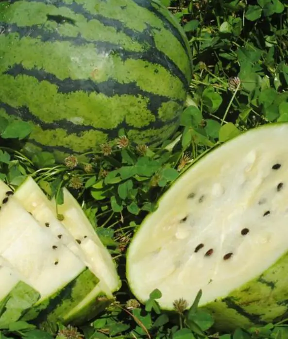 Citrullus lanatus White Wonder (Certificaçâo Orgânica) - Melancia Branca, Melancia Baunilha, Melancia White Wonder - Imagem 3