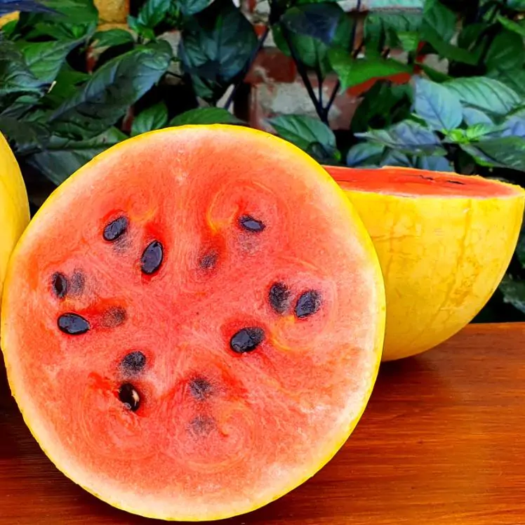 Citrullus lanatus Golden Midget - Mini Melancia Casca Amarela