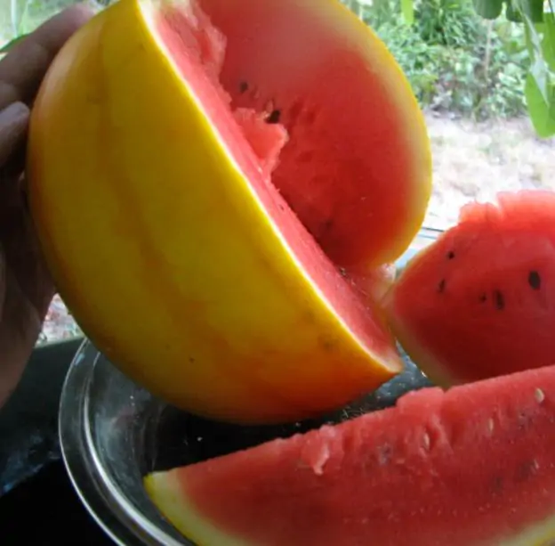 Citrullus lanatus Golden Midget - Mini Melancia Casca Amarela - Imagem 4