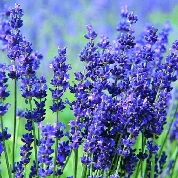 Lavandula angustifolia Hidcote blue - Lavanda Inglesa Azul, Alfazema Azul, Lavanda Azul
