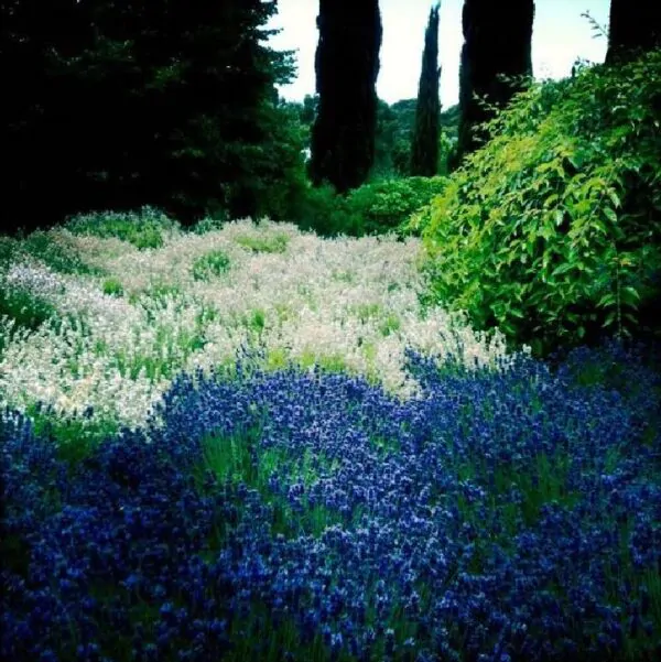 Lavandula angustifolia Hidcote blue - Lavanda Inglesa Azul, Alfazema Azul, Lavanda Azul - Imagem 2