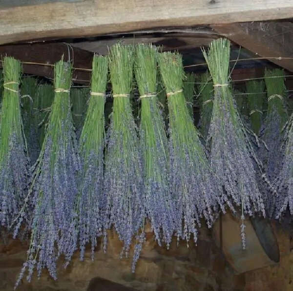 Lavandula angustifolia Hidcote blue - Lavanda Inglesa Azul, Alfazema Azul, Lavanda Azul - Imagem 4