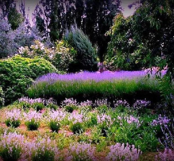 Lavandula angustifolia Rosea - Lavanda floração rosa, Alfazema rosa, Lavanda Inglesa rosa,, Lavanda pink - Imagem 3