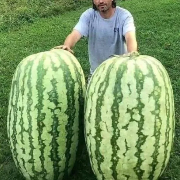 Citrullus lanatus Carolina Cross - Melancia Gigante, Melancia Guinness, Melancia Carolina Cross - Image 2