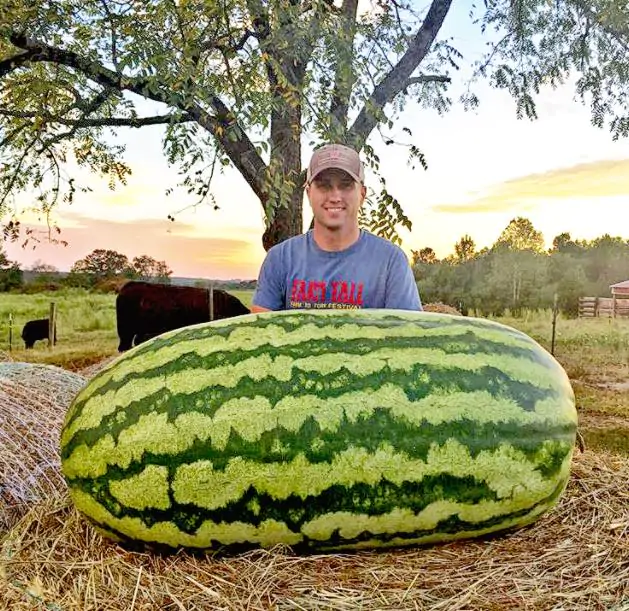 Citrullus lanatus Carolina Cross - Melancia Gigante, Melancia Guinness, Melancia Carolina Cross - Imagem 3