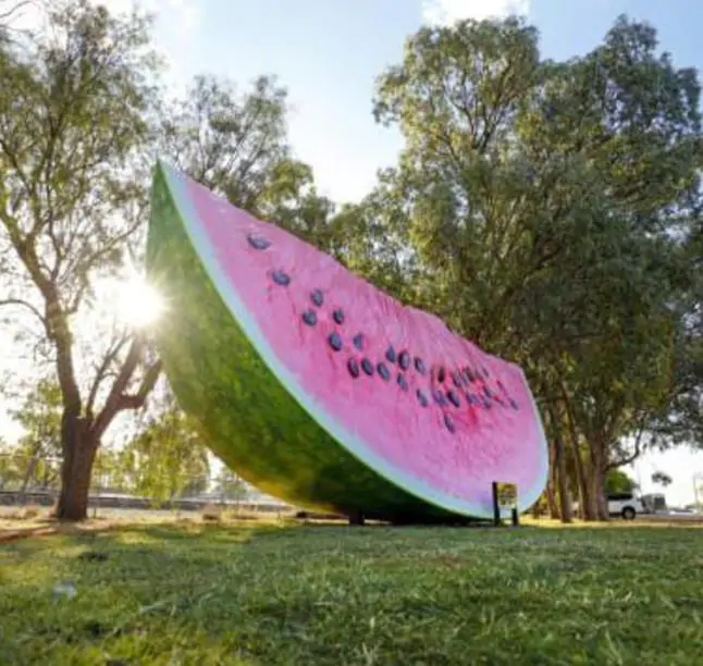 Citrullus lanatus Carolina Cross - Melancia Gigante, Melancia Guinness, Melancia Carolina Cross - Imagem 4