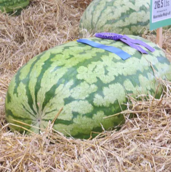 Citrullus lanatus Carolina Cross - Melancia Gigante, Melancia Guinness, Melancia Carolina Cross - Image 5