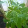 Gynostemma Pentaphyllum - Jiaogulan, Erva-da-imortalidade, Erva Milagrosa, Ginseng Do Sul - Image 3