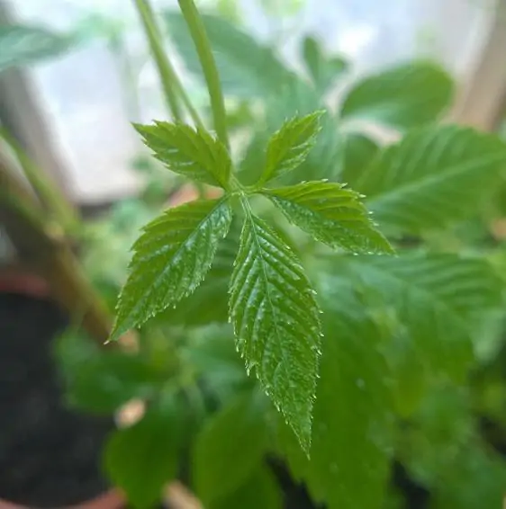 Gynostemma Pentaphyllum - Jiaogulan, Erva-da-imortalidade, Erva Milagrosa, Ginseng Do Sul - Image 3