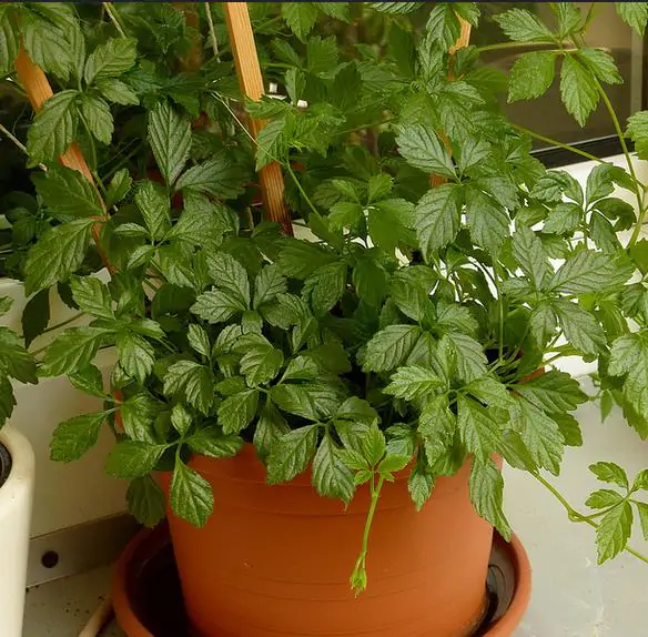 Gynostemma Pentaphyllum - Jiaogulan, Erva-da-imortalidade, Erva Milagrosa, Ginseng Do Sul - Image 5