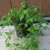 Gynostemma Pentaphyllum - Jiaogulan, Erva-da-imortalidade, Erva Milagrosa, Ginseng Do Sul - Image 7
