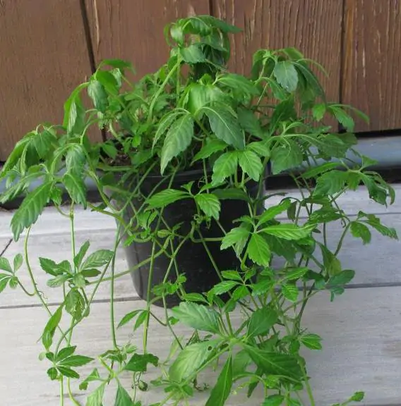 Gynostemma Pentaphyllum - Jiaogulan, Erva-da-imortalidade, Erva Milagrosa, Ginseng Do Sul - Image 7