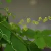 Gynostemma Pentaphyllum - Jiaogulan, Erva-da-imortalidade, Erva Milagrosa, Ginseng Do Sul - Image 8