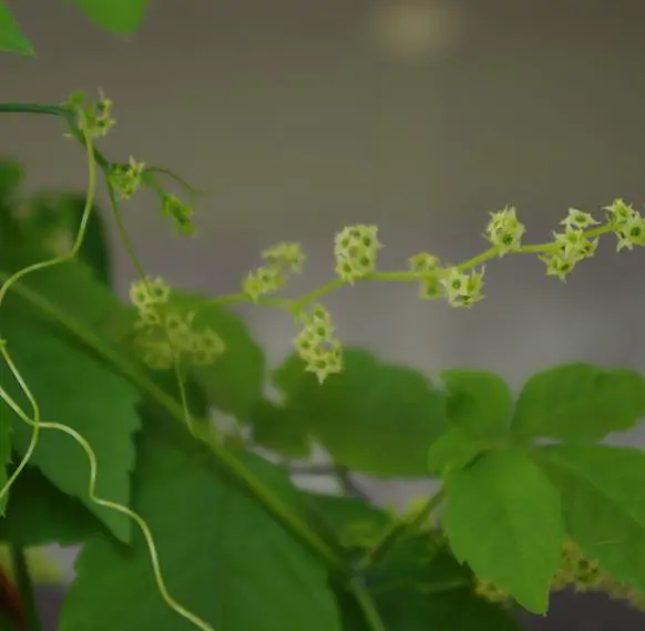 Gynostemma Pentaphyllum - Jiaogulan, Erva-da-imortalidade, Erva Milagrosa, Ginseng Do Sul - Image 8