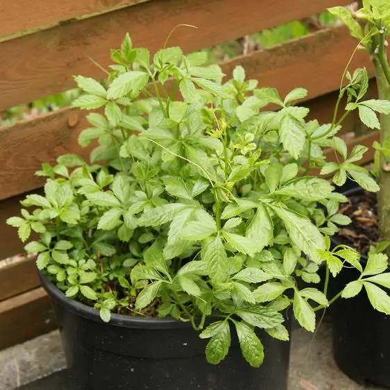 Gynostemma Pentaphyllum - Jiaogulan, Erva-da-imortalidade, Erva Milagrosa, Ginseng Do Sul - Image 9