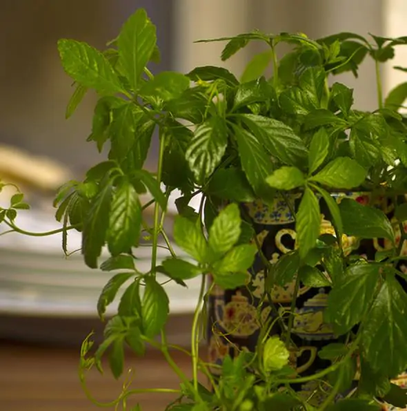 Gynostemma Pentaphyllum - Jiaogulan, Erva-da-imortalidade, Erva Milagrosa, Ginseng Do Sul - Image 10