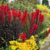 Lobelia cardinalis 'Queen Victoria' - Lobelia Rainha Victoria, Flor Cardeal 'Rainha Vitória', Lobelia Esplêndida, Lob