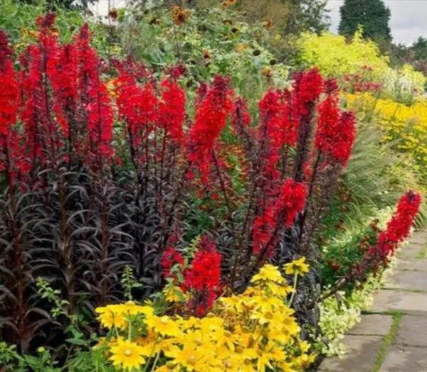 Lobelia cardinalis 'Queen Victoria' - Lobelia Rainha Victoria, Flor Cardeal 'Rainha Vitória', Lobelia Esplêndida, Lob