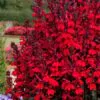 Lobelia cardinalis 'Queen Victoria' - Lobelia Rainha Victoria, Flor Cardeal 'Rainha Vitória', Lobelia Esplêndida, Lob - Image 3