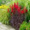 Lobelia cardinalis 'Queen Victoria' - Lobelia Rainha Victoria, Flor Cardeal 'Rainha Vitória', Lobelia Esplêndida, Lob - Image 4