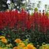 Lobelia cardinalis 'Queen Victoria' - Lobelia Rainha Victoria, Flor Cardeal 'Rainha Vitória', Lobelia Esplêndida, Lob - Image 5