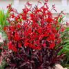 Lobelia cardinalis 'Queen Victoria' - Lobelia Rainha Victoria, Flor Cardeal 'Rainha Vitória', Lobelia Esplêndida, Lob - Image 7