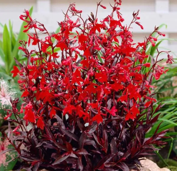Lobelia cardinalis 'Queen Victoria' - Lobelia Rainha Victoria, Flor Cardeal 'Rainha Vitória', Lobelia Esplêndida, Lob - Image 7