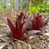 Lobelia cardinalis 'Queen Victoria' - Lobelia Rainha Victoria, Flor Cardeal 'Rainha Vitória', Lobelia Esplêndida, Lob - Image 8