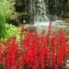 Lobelia cardinalis 'Queen Victoria' - Lobelia Rainha Victoria, Flor Cardeal 'Rainha Vitória', Lobelia Esplêndida, Lob - Image 10