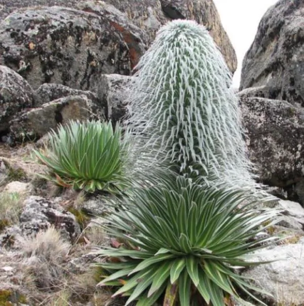 Lobelia telekii - Lobelia Gigante, Lobelia Primo Itt, Cousin Itt Lobelia - Imagem 3