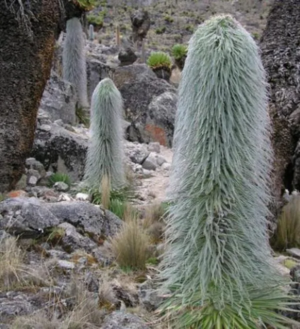 Lobelia telekii - Lobelia Gigante, Lobelia Primo Itt, Cousin Itt Lobelia - Imagem 4