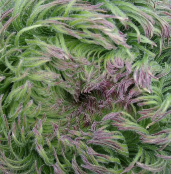 Lobelia telekii - Lobelia Gigante, Lobelia Primo Itt, Cousin Itt Lobelia - Imagem 7