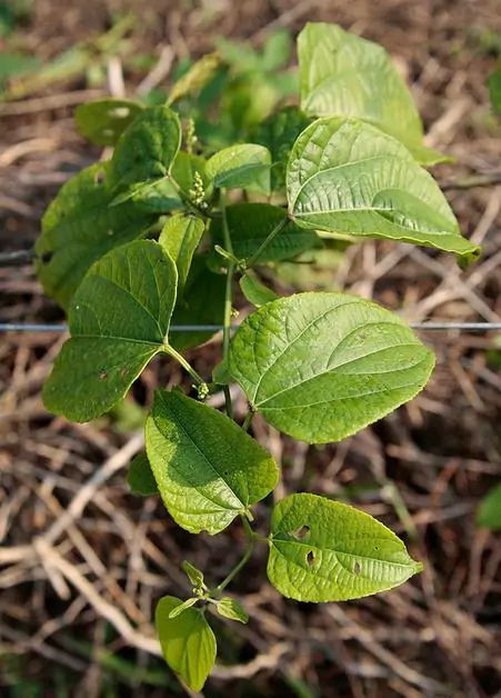 Plukenetia volubilis - Sacha Inchi, Amendoa Inca, Amendoa Lopo - Image 2