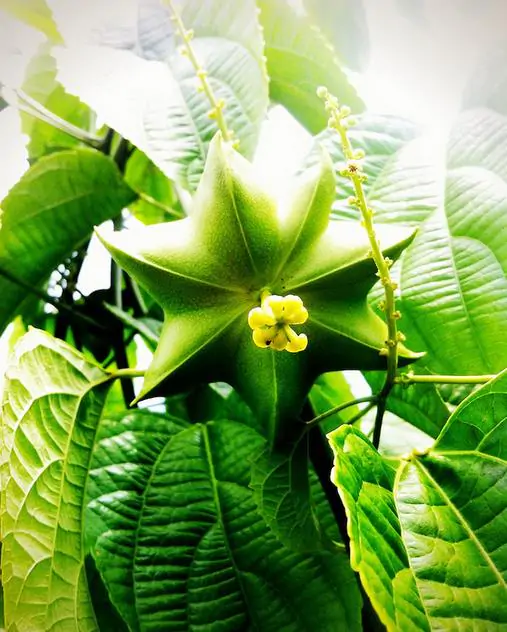 Plukenetia volubilis - Sacha Inchi, Amendoa Inca, Amendoa Lopo - Image 3