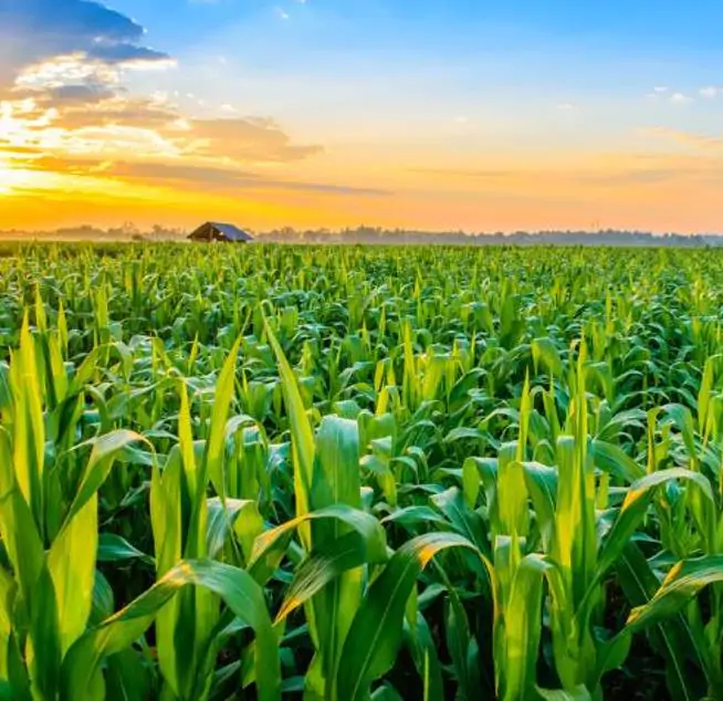 Zea mays Atomic Orange (Certificação Orgânica) - Milho Precoce Ed Schultz Atomic Orange, Milho Laranja Atômica, Milho Atômico Lar - Imagem 5