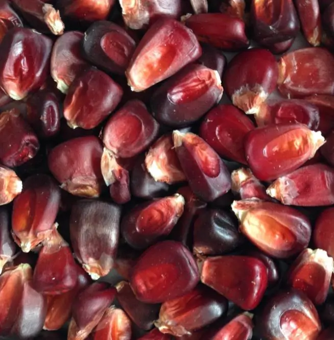 Zea Mays Bloody Butcher (Certificação Orgânica) - Milho Sangrento, Milho Açougueiro Sangrento - Imagem 4