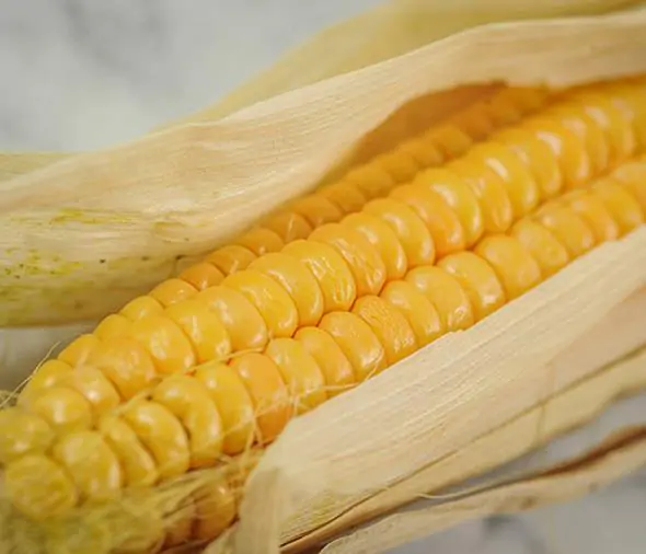 Zea mays Dorinny Sweet (C.O) - Milho Doce Dorinny - Imagem 2