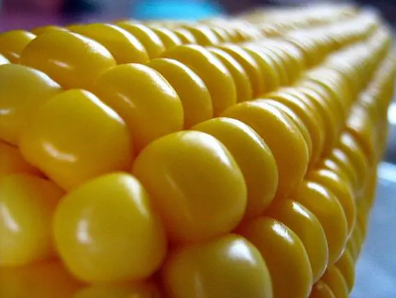 Zea mays Dorinny Sweet (C.O) - Milho Doce Dorinny - Imagem 3