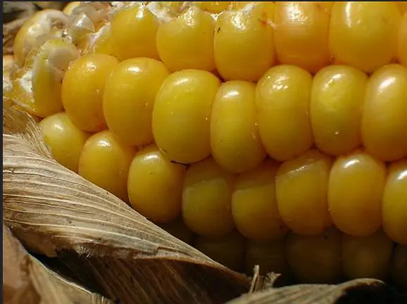 Zea mays Dorinny Sweet (C.O) - Milho Doce Dorinny - Imagem 4