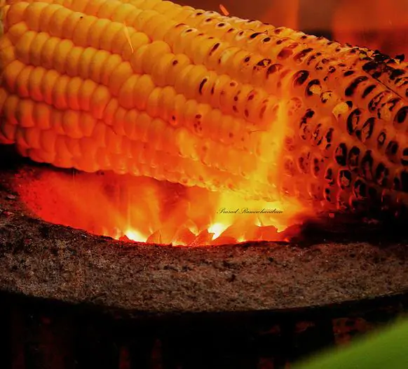Zea mays Dorinny Sweet (C.O) - Milho Doce Dorinny - Imagem 5