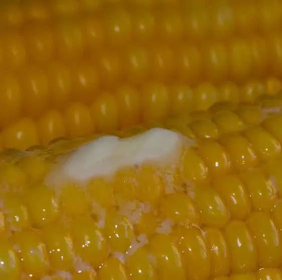 Zea mays Dorinny Sweet (C.O) - Milho Doce Dorinny - Imagem 6