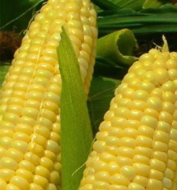 Zea mays Golden Bantam Improved (C.O.) - Milho Bantam Dourado Melhorado, Milho Doce Bantam Melhorado - Imagem 2
