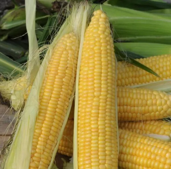 Zea mays Golden Bantam Improved (C.O.) - Milho Bantam Dourado Melhorado, Milho Doce Bantam Melhorado - Imagem 3
